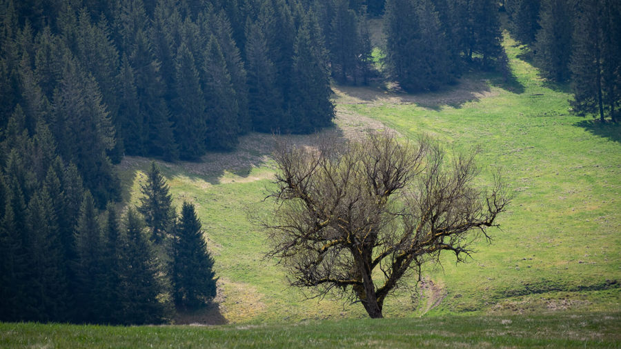 Ilustrační obrázek článku 'Forests'