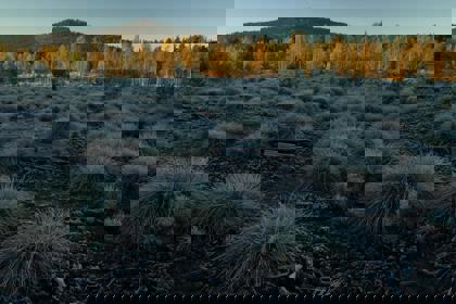 Image /media/1ogjgmel/nature_jensovsky1.jpg