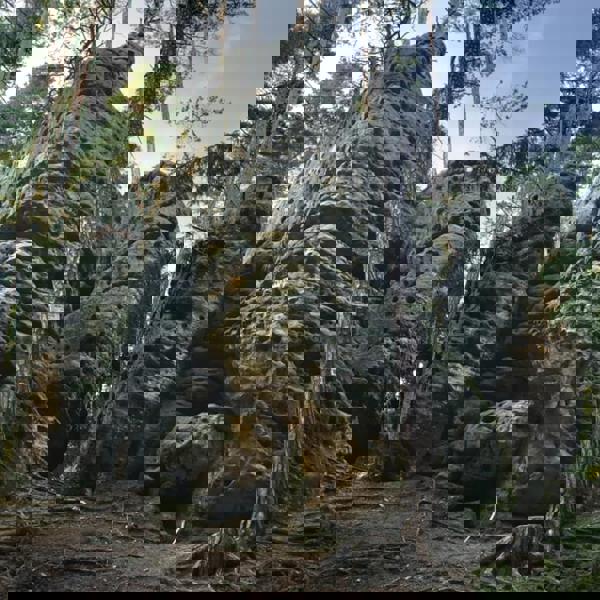 Obrázek /media/2njkqgqo/1___toulovcovy_mastale.jpg