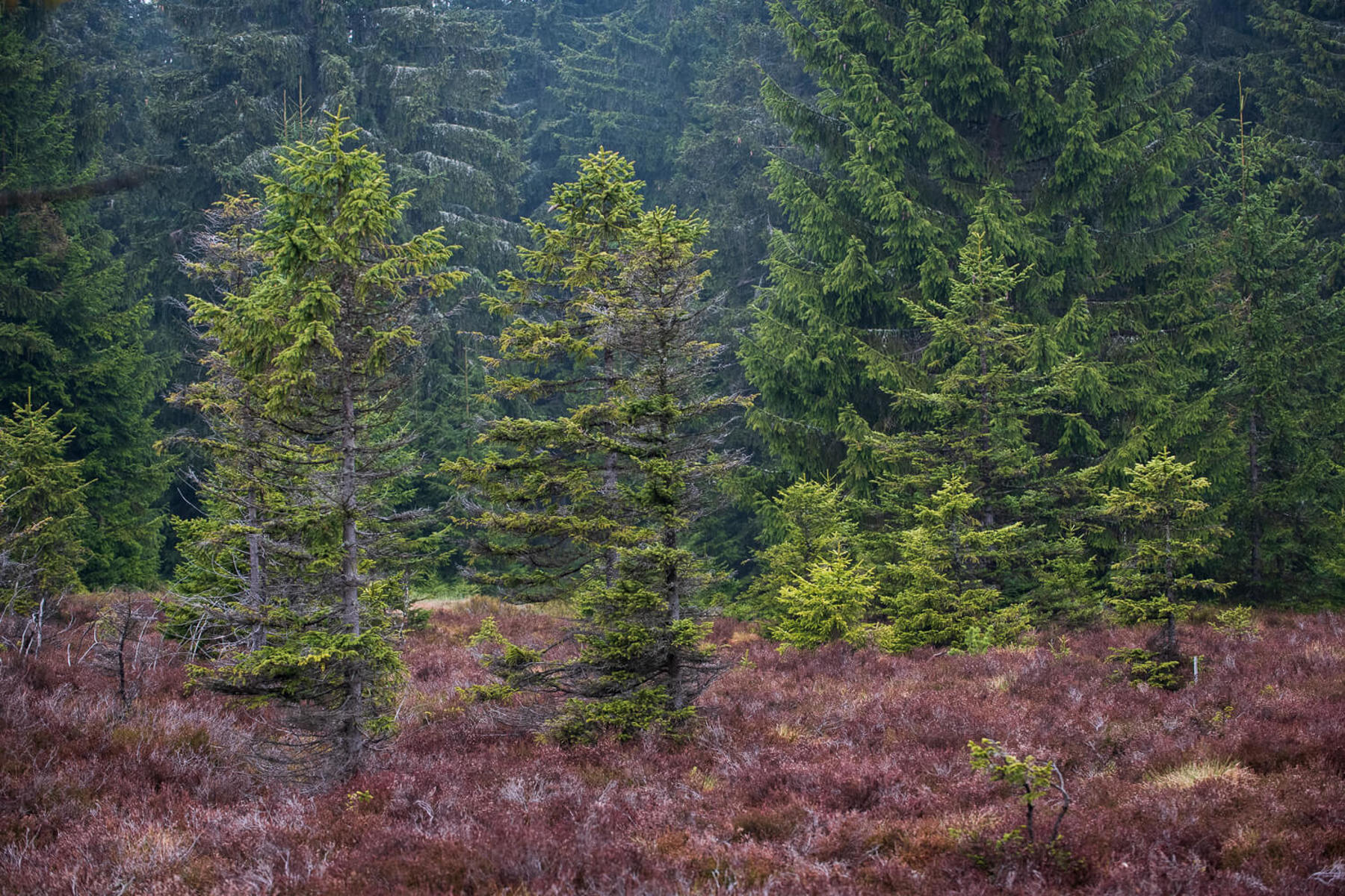 Image /media/3dveizpd/dsc8302.jpg