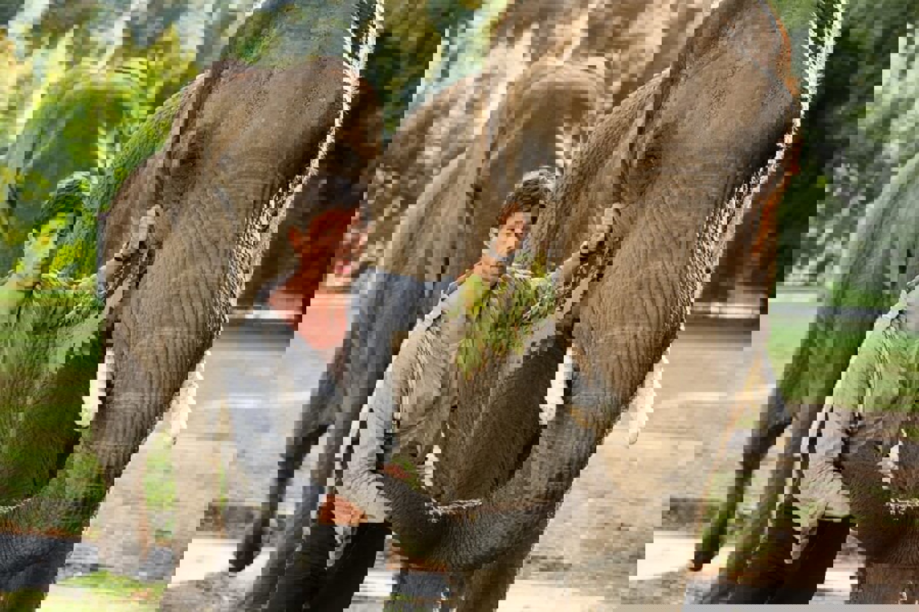 Obrázek /media/cmzmrsqo/zookeepers_wife_cinemart_4101_pp_d002_00853_r.jpg