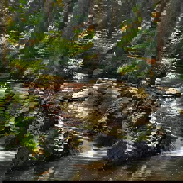 Obrázek /media/dyzbilzl/3___toulovcovy_mastale.jpg