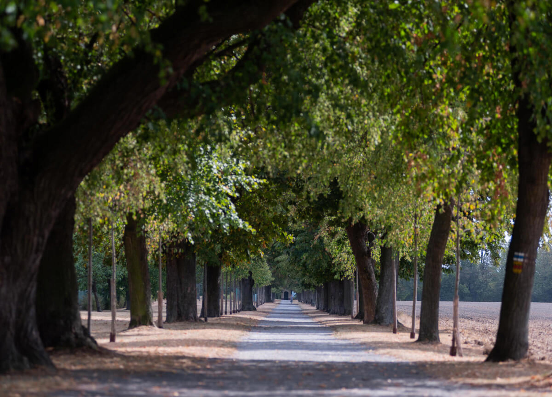 Image /media/f4obppbq/zámek-chrast_archiv-dsvč-35.jpg