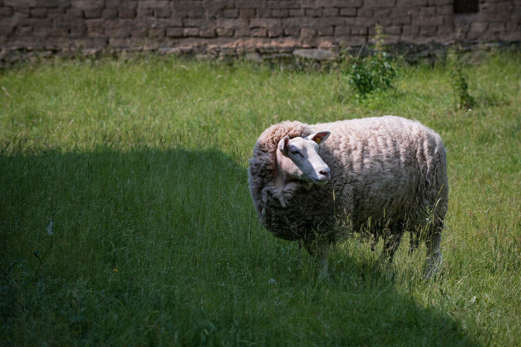 Image /media/jsxb12oh/_dsc7263.jpg