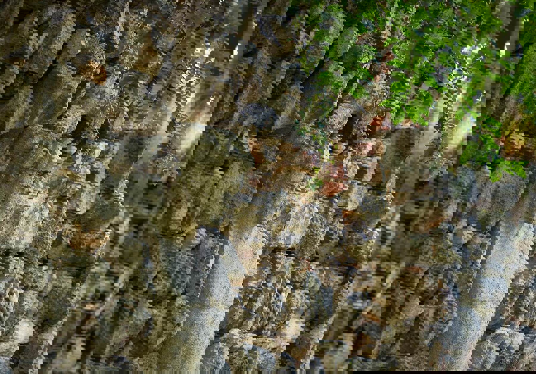 Image /media/lkqfy52r/valec_36.jpg