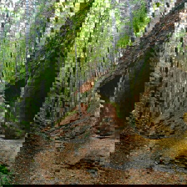 Obrázek /media/molp0o1k/6___toulovcovy_mastale.jpg