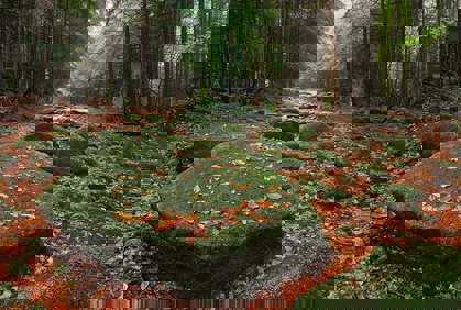 Image /media/mzujyp22/np_sumava3.jpg