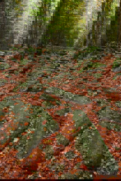 Image /media/rsilmsdf/np_sumava2.jpg