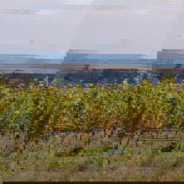 Image /media/t3ufp1lm/dsc_1553.jpg