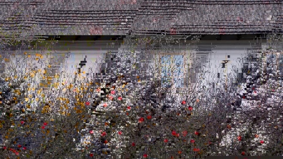 Ilustrační obrázek článku 'Konojedy'