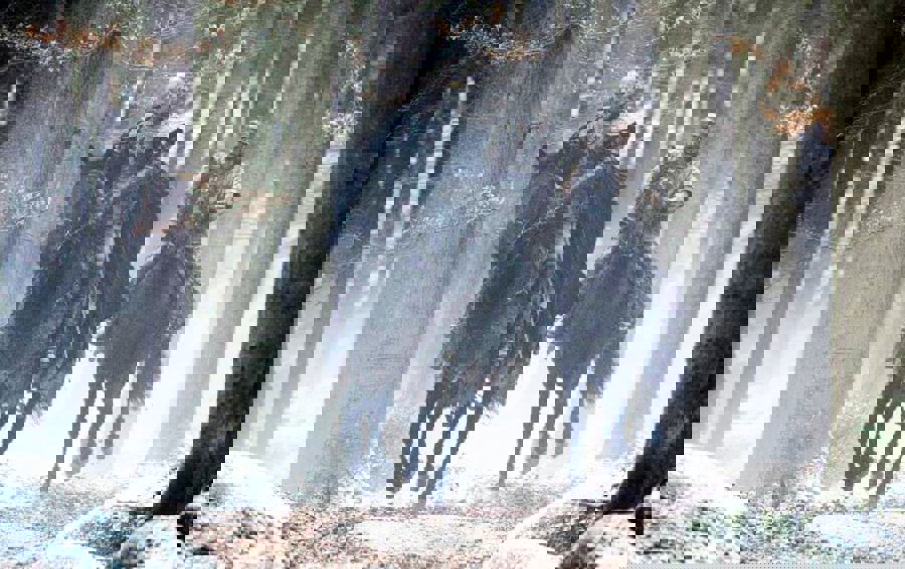 Obrázek /media/yc5icbtt/l_970452_67588f3a.jpg